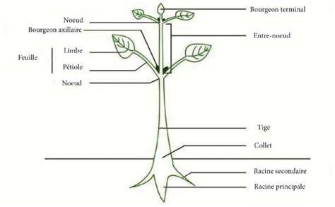 Schéma explicatif illustrant les zones de coupe sur une tige de géranium, mettant en évidence le nœud foliaire et la suppression de l'extrémité apicale pour favoriser la ramification.
