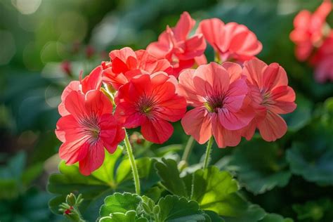 Infographie comparant le développement d'un géranium avec et sans retrait régulier des fleurs fanées, montrant la différence de densité florale.