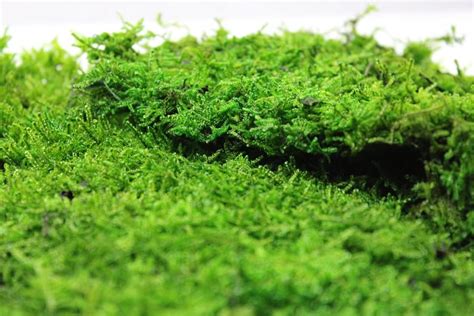 une vue rapprochée de mousse vivante dans un jardin ombragé