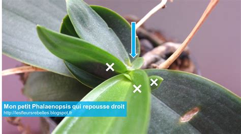 Photo macro d'un bourgeon sur une hampe florale d'orchidée avant bouturage