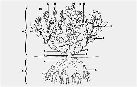 Schéma de coupe d'un rosier tige