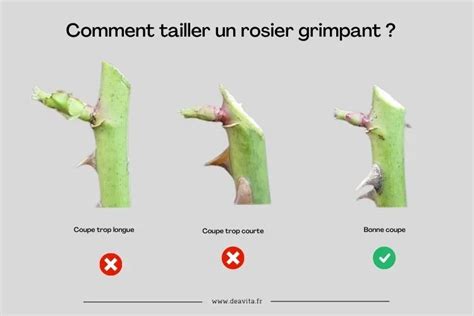 Illustrations des différents types d'yeux sur un rosier et leur importance pour la taille