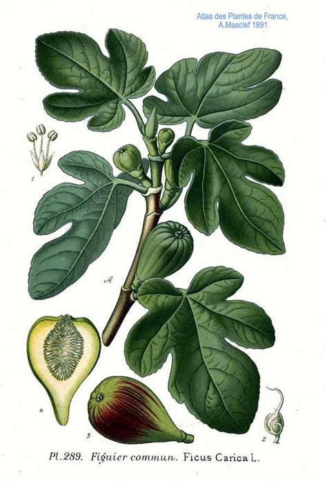 Illustration botanique d'un figuier adulte avec ses fruits caractéristiques et son feuillage découpé