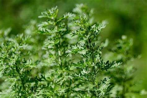 Plante d'Artemisia absinthium dans un jardin