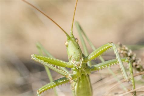 Détail de la lame dentelée et de l'indicateur de profondeur du Hori-Hori