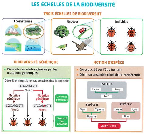 Schéma illustrant les différences morphologiques entre une espèce sauvage et une variété cultivée