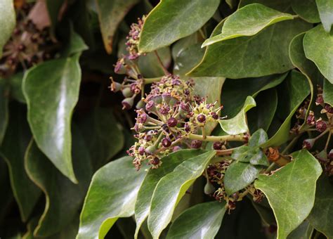 Détail des tiges de Hedera maroccana montrant la coloration violette caractéristique