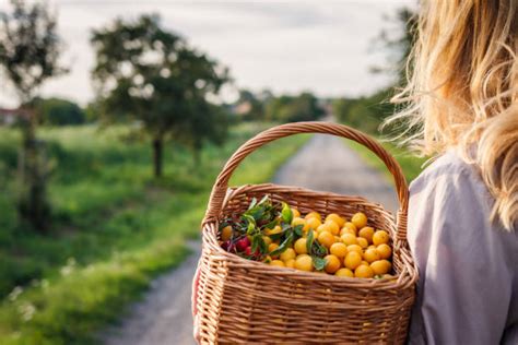 panier rempli de mirabelles dorées fraîchement récoltées