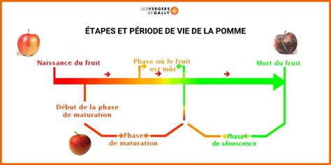 schéma illustrant le processus de maturation des fruits avec l'éthylène