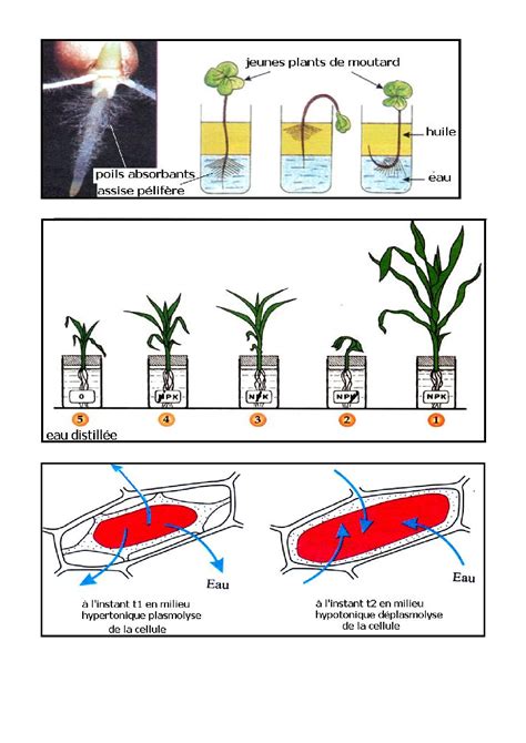 Schéma illustrant l'absorption de l'eau par les racines du gazon en profondeur