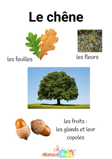 Infographie comparative entre le chêne français et le chêne américain