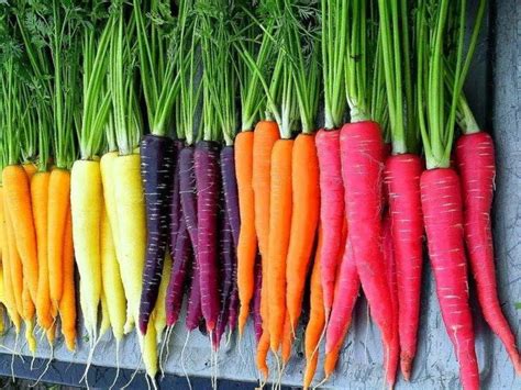 Différentes variétés de carottes colorées