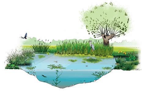 Illustration d'un jardin sauvage diversifié avec une mare et des fleurs indigènes