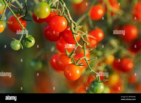 Tomates cerises sur une branche