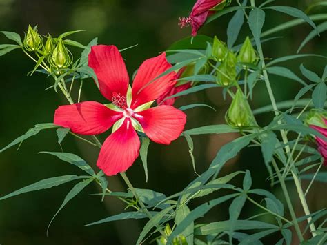 fleurs rouges caractéristiques du Hibiscus coccineus en forme d'étoile
