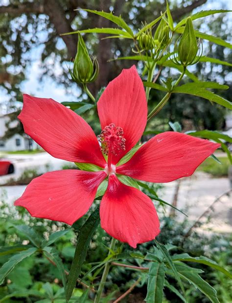 aménagement paysager utilisant le Texas Star Hibiscus près d'un point d'eau
