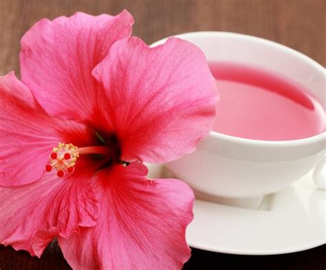 Illustration des utilisations culinaires et médicinales de la fleur d'hibiscus