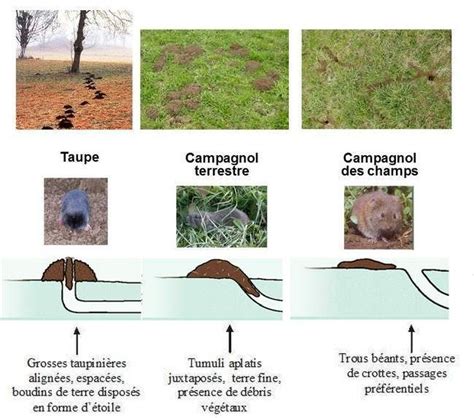 Comparaison entre taupinière et trou de campagnol
