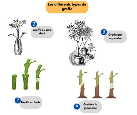 Infographie sur les différents types de greffes