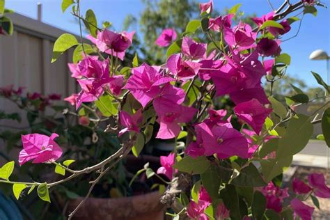 Image d'un bougainvillier affecté par des pucerons