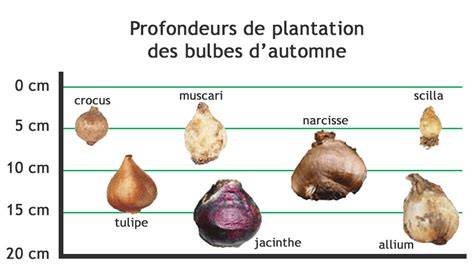 Schéma illustrant les règles de profondeur et de distance de plantation des bulbes