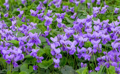 violette commune dans le gazon
