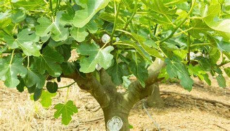 Schéma illustrant la structure idéale d'un figuier en gobelet avec des branches charpentières bien réparties