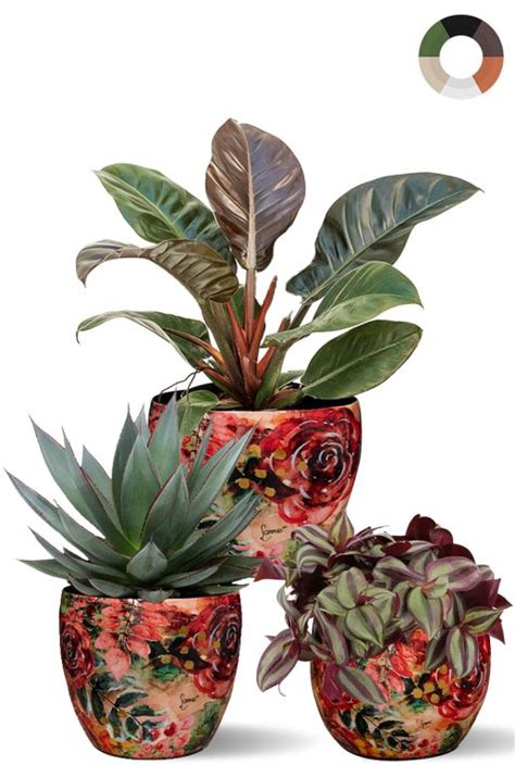Plantes d'intérieur variées dans des pots colorés