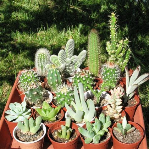 Assortiment de cactus et succulentes dans des petits pots