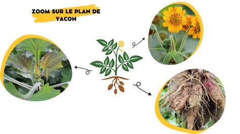 Illustration d'une plante de yacon en pleine croissance avec ses fleurs jaunes