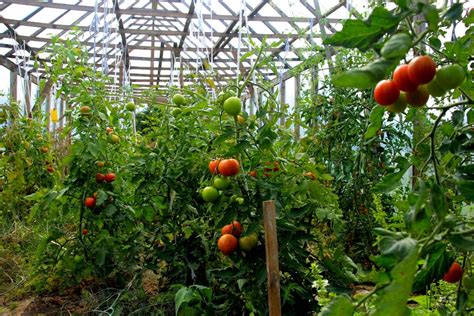 Serres agricoles et cultures maraîchères