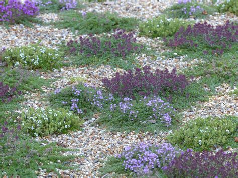 Jardin avec des plantes couvre-sol au lieu de gazon traditionnel