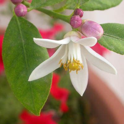 Citronnier en fleur et portant des fruits