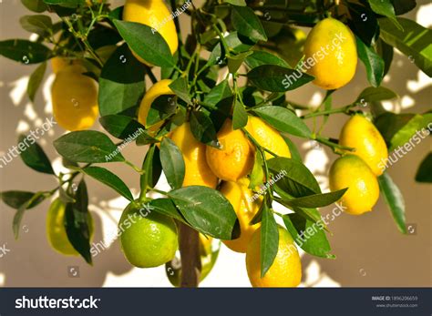 Gros plan sur des citrons sur un arbre