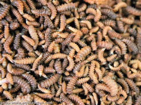 Asticots dans le compost