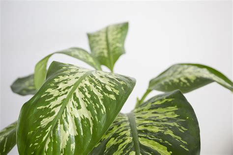 Dieffenbachia aux feuilles panachées