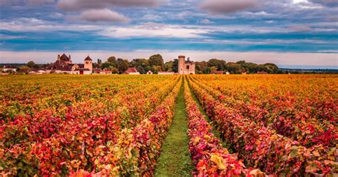 Vignoble bourguignon en automne avec le soleil couchant