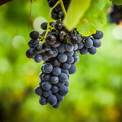 Vue rapprochée de raisins Pinot Noir sur la vigne