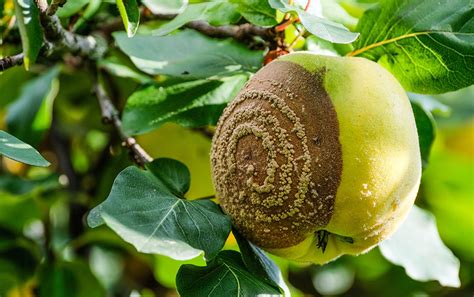 Fruits de cognassier atteints de moniliose avec des cercles concentriques bruns