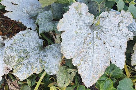 Feuilles de cognassier couvertes du feutrage blanc caractéristique de l'oïdium