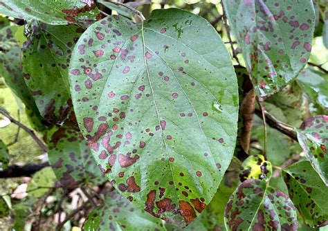 Gros plan sur des feuilles de cognassier présentant des taches brunes caractéristiques de l'entomosporiose