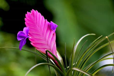 Diversité des formes et couleurs des fleurs de Tillandsia