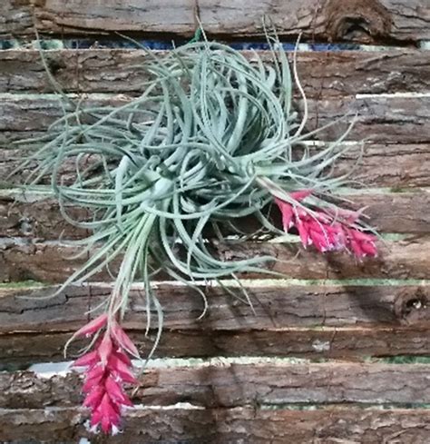 Technique de bassinement d'un Tillandsia