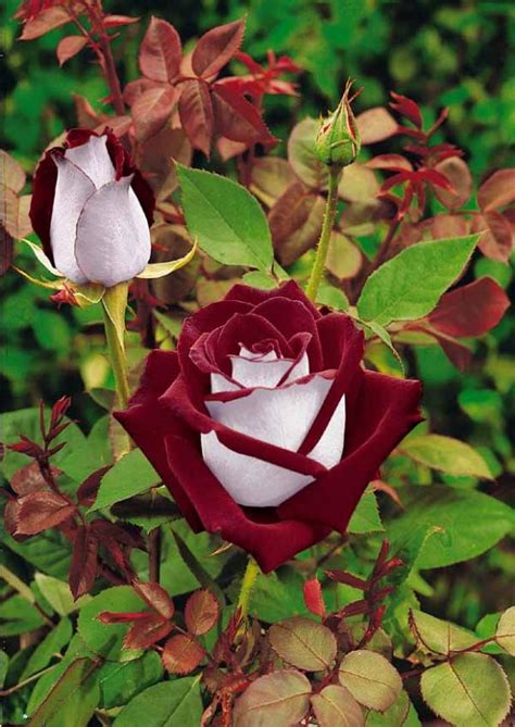 Rosier Osiria en pleine floraison montrant son contraste bicolore rouge et blanc