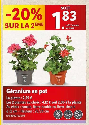 Exemple de palissage discret pour géranium en pot