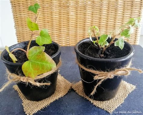Jeunes boutures de lierre bien enracinées dans des petits pots