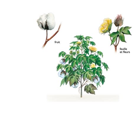 Plan de cotonnier avec ses capsules de coton ouvertes et ses feuilles lobées caractéristiques