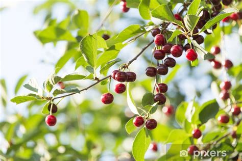Cerises mûres sur l'arbre