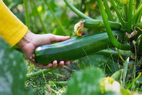 Deux courgettes prêtes à cueillir