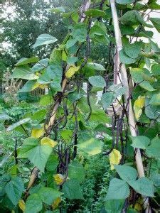 Haricots grimpants variété 'Mélissa'